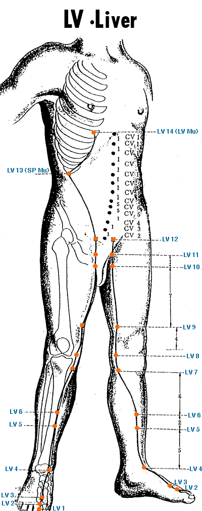 Liver meridian diagram
