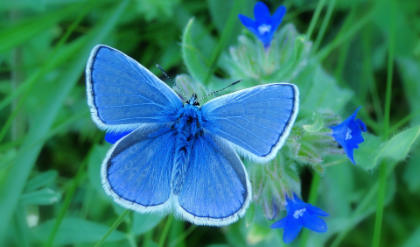 a blue butterfly on sunlit summer flowers