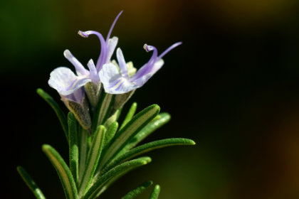 Photo of rosemary springs